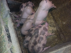 Purceii de 9 saptamanii marele alb cu petrean