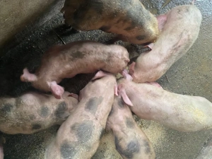 Purcei de 10 săptămâni - imagine 2