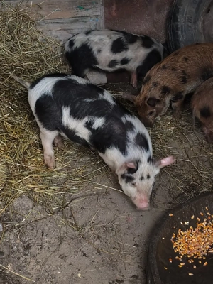 vând purceii  - imagine 3