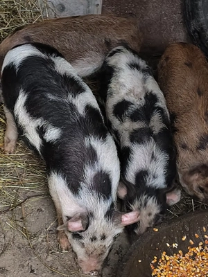 vând purceii  - imagine 4