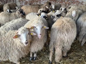 Noatine de vânzare - imagine 4