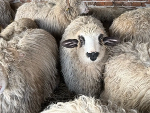 Noatine de vânzare - imagine 5