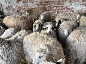 Noatine de vânzare - imagine 2