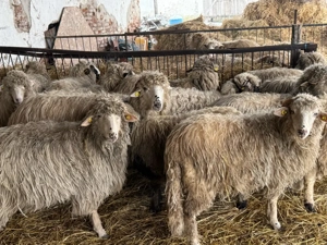 Noatine de vânzare - imagine 3