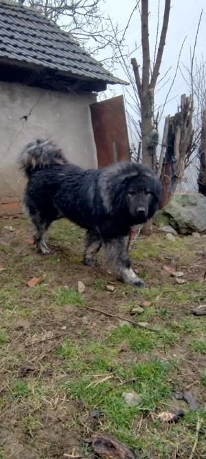 Ciobanesc caucazian sau schimbat Cu diverse  - imagine 2