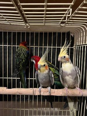 Animale de companie - imagine 4