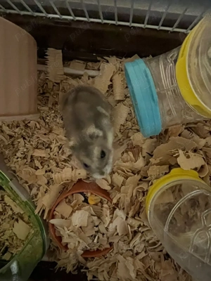 Animale de companie - imagine 3