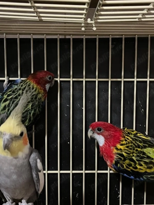 Animale de companie - imagine 2