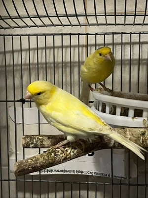 Animale de companie - imagine 5