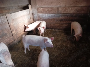 Vand 4 purcei - imagine 5