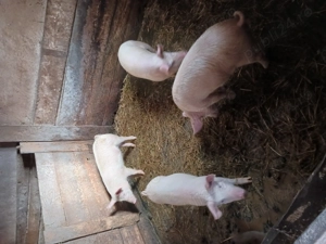 Vand 4 purcei - imagine 4