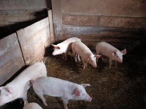 Vand 4 purcei - imagine 3