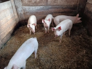 Vand 4 purcei - imagine 2