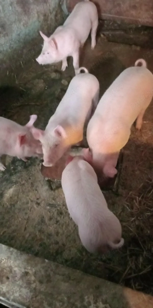 vand purcei de carne urgent  - imagine 2