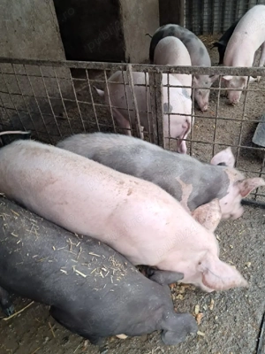 vând purcei (grăsuni) - imagine 3