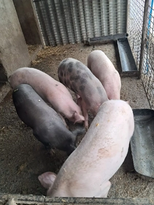 vând purcei (grăsuni)