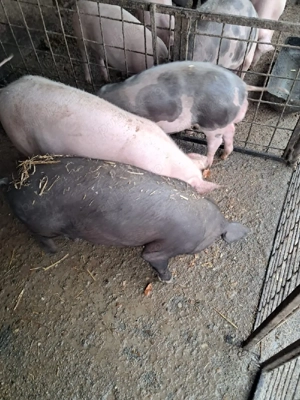 vând purcei (grăsuni) - imagine 4