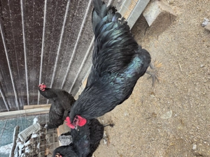 Cocos Australorp