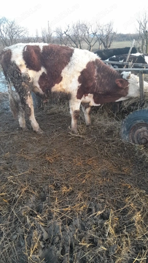 Taur Baltat Romanesc 