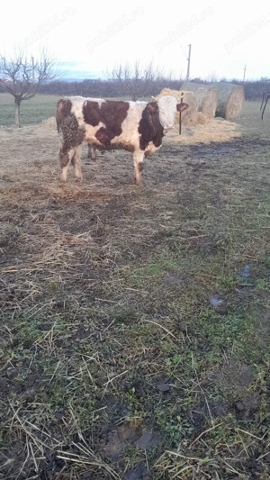 Taur Baltat Romanesc  - imagine 5