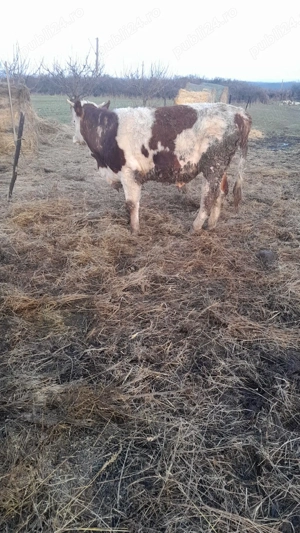 Taur Baltat Romanesc  - imagine 4