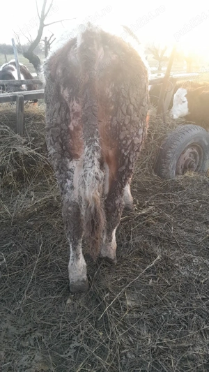 Taur Baltat Romanesc  - imagine 2