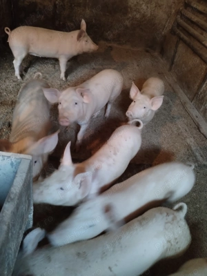 Șoldani de vânzare  - imagine 2