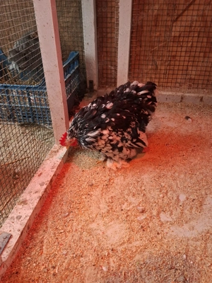 Cochinchina bobat pitic  - imagine 4