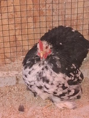 Cochinchina bobat pitic  - imagine 2