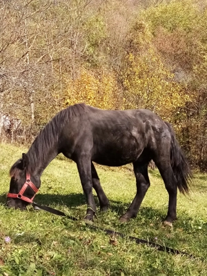 Vand cal cuminte sau schimb cu vaca  - imagine 3