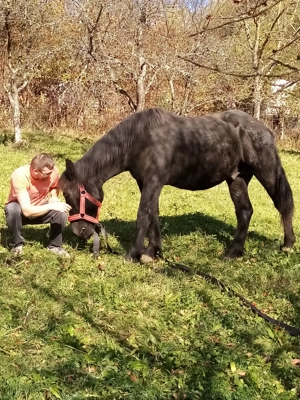 Vand cal cuminte sau schimb cu vaca  - imagine 2