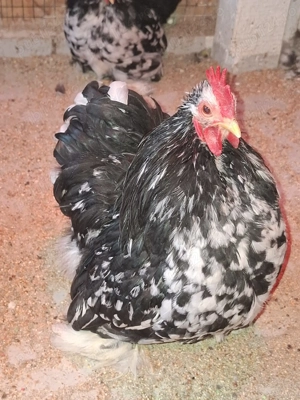 Cochinchina bobat pitic  - imagine 5