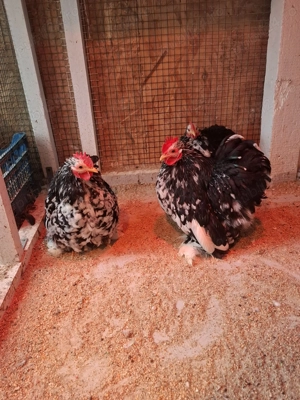 Cochinchina bobat pitic 