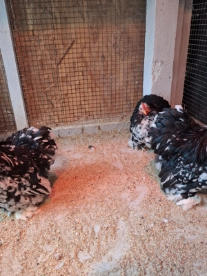 Cochinchina bobat pitic  - imagine 3