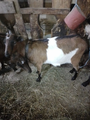 Capra alpina franceza 