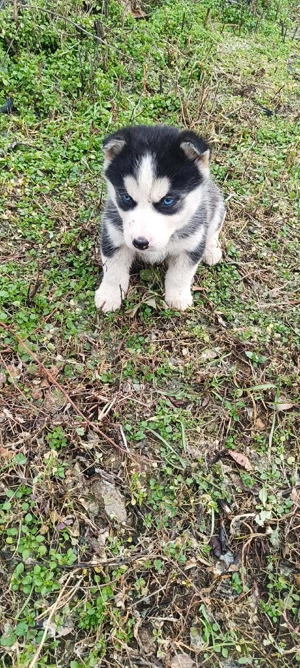 căței husky siberian foarte frumosi