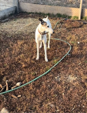 catea ogar  - imagine 2