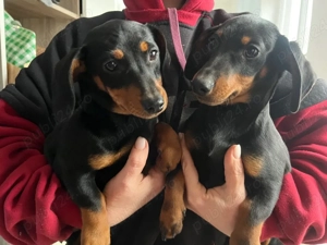 Catei teckel - imagine 3