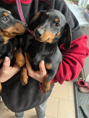 Catei teckel - imagine 2