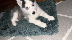 vând cățel husky are 2 luni carnet de sănătate