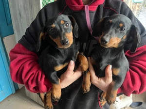 Catei teckel - imagine 4