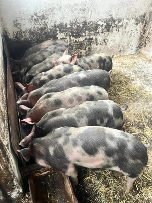 purcei petrean 12 saptamani  - imagine 2