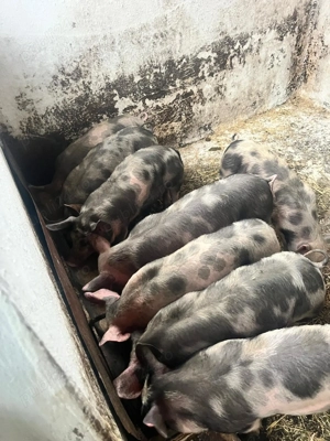 purcei petrean 12 saptamani  - imagine 3