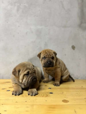 Shar pei în căutare de iubire  - imagine 4