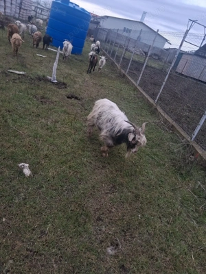 iezi de vanzare  - imagine 2