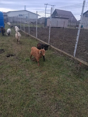 iezi de vanzare  - imagine 4