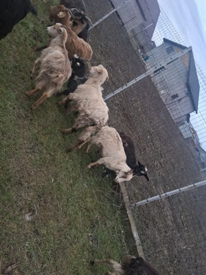 iezi de vanzare  - imagine 5