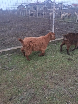 iezi de vanzare  - imagine 3