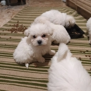 Bichoni Miny Toy - imagine 2