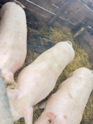 De vânzare porci rasa marele alb  - imagine 3